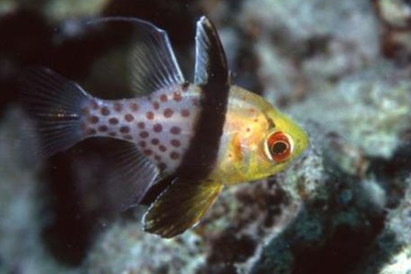 三斑天竺鲷是什么鱼？