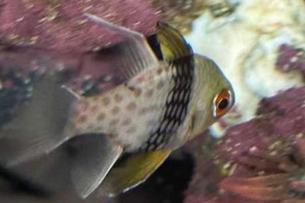 三斑天竺鲷是什么鱼？