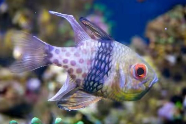 三斑天竺鲷是什么鱼？