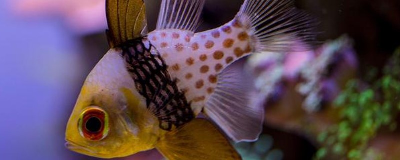 三斑天竺鲷是什么鱼？