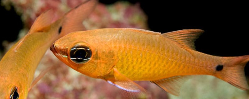 一色天竺鲷是什么鱼？
