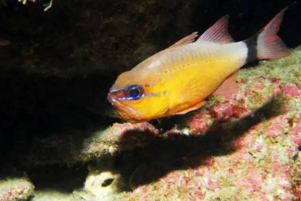 一色天竺鲷是什么鱼？