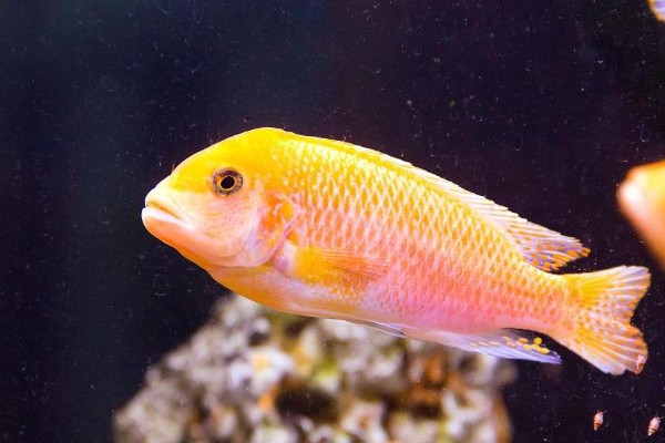 一色天竺鲷是什么鱼？