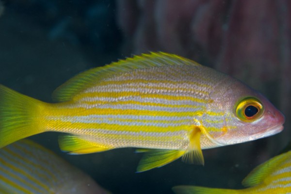 一色天竺鲷是什么鱼？