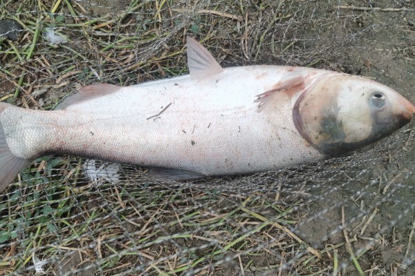 大鳞鲢是什么鱼？