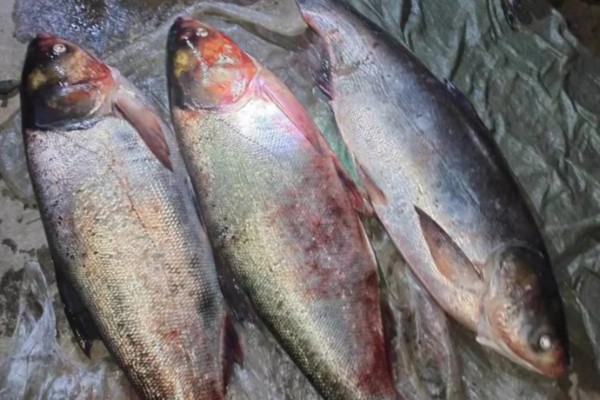 大鳞鲢是什么鱼？