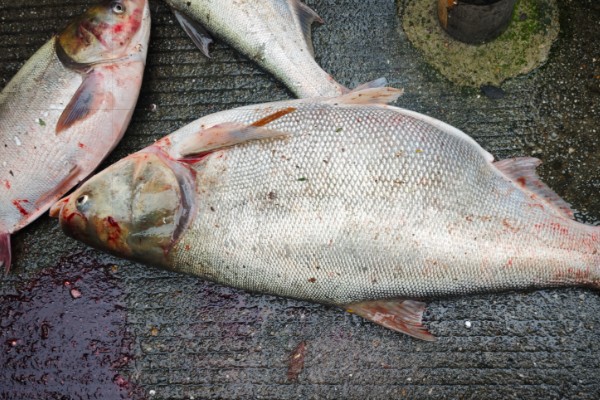 大鳞鲢是什么鱼？