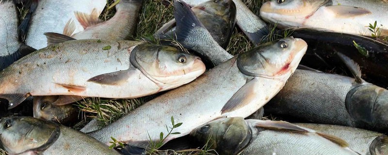 大鳞鲢是什么鱼？