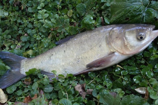 大鳞鲢是什么鱼？