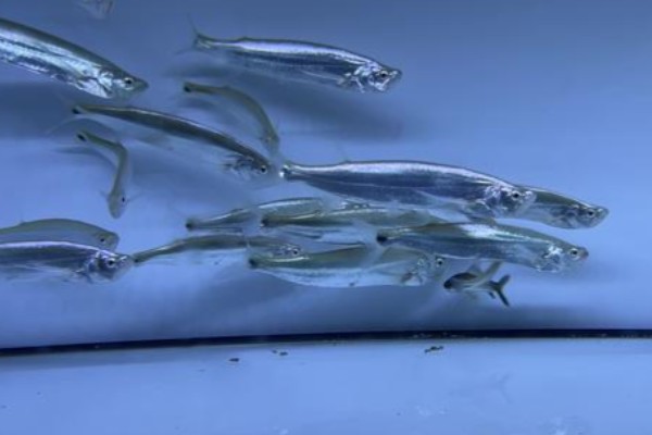 大鳍鱼是什么鱼？