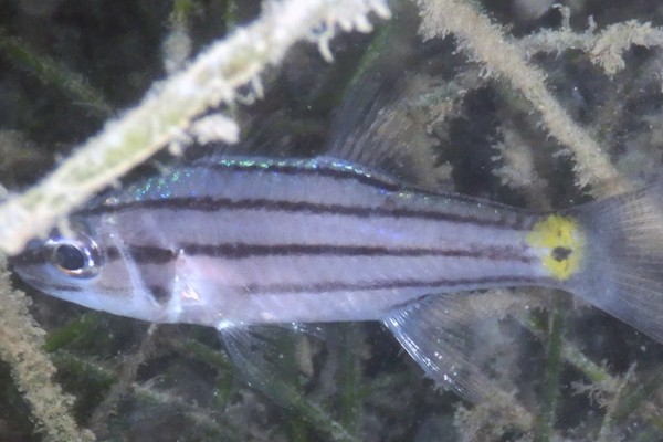 五带副天竺鲷是什么鱼？