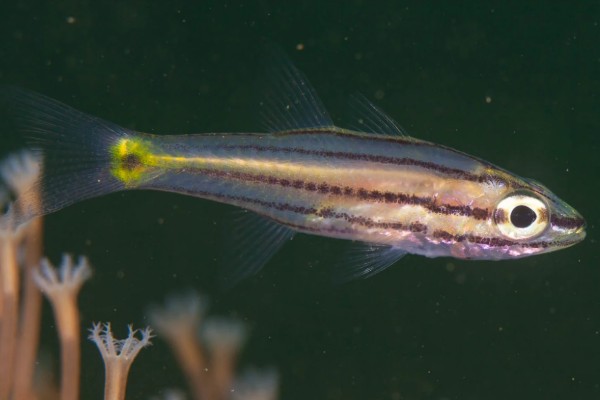 五带副天竺鲷是什么鱼？