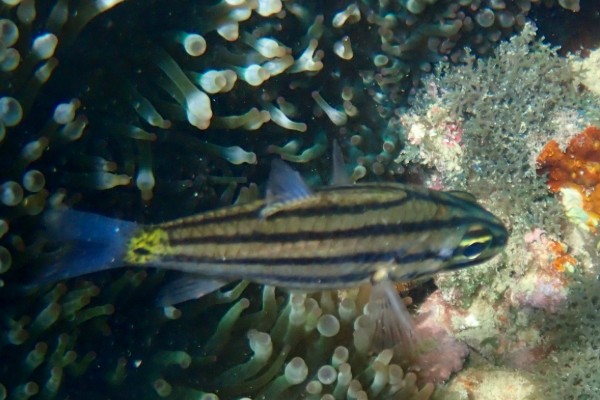 五带副天竺鲷是什么鱼？