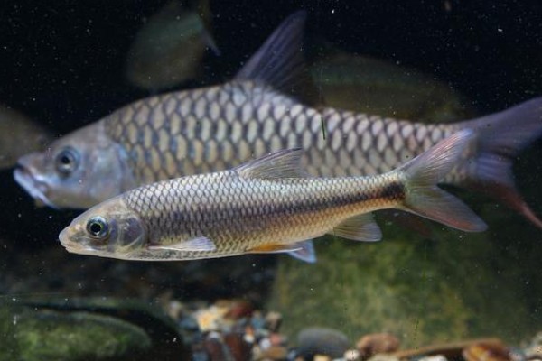 舌唇鱼是什么鱼？