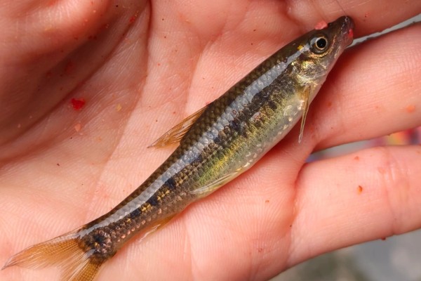 缺须盆唇鱼是什么鱼？