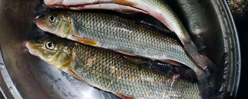 缺须盆唇鱼是什么鱼？