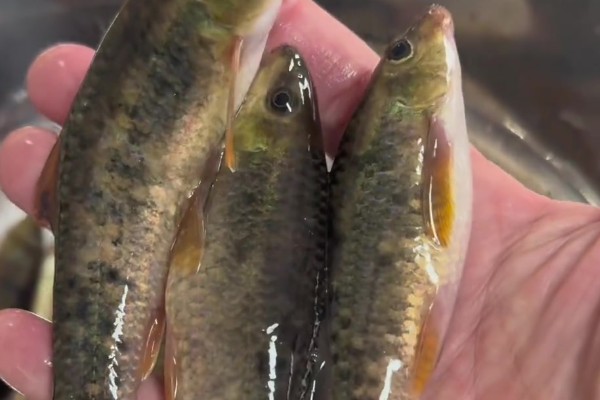 缺须盆唇鱼是什么鱼？