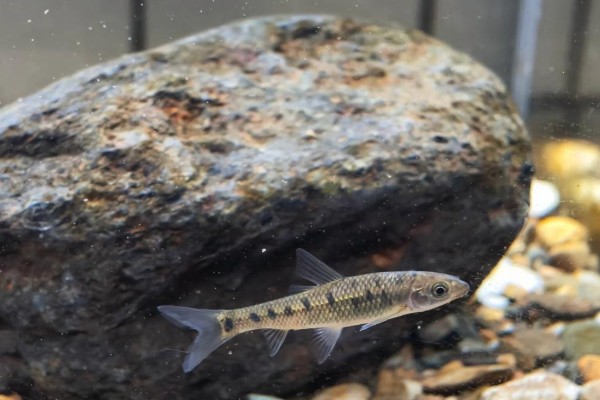 缺须盆唇鱼是什么鱼？