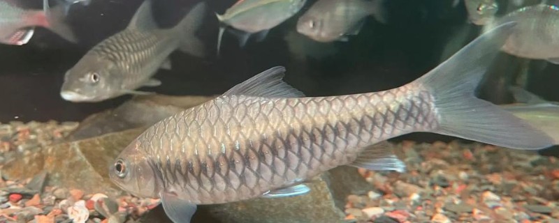 纹尾盆唇鱼是什么鱼？