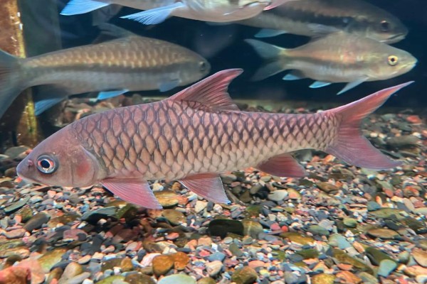 纹尾盆唇鱼是什么鱼？