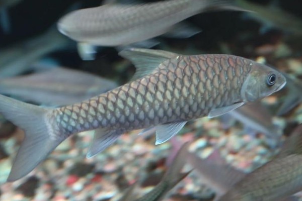 纹尾盆唇鱼是什么鱼？