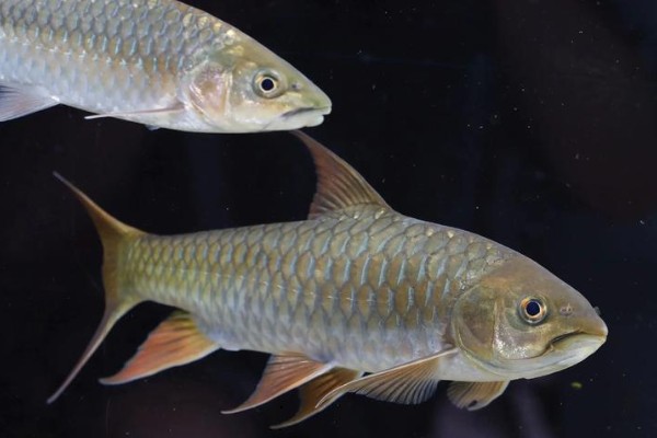 纹尾盆唇鱼是什么鱼？