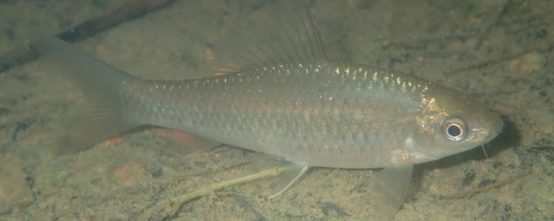 纹唇鱼是什么鱼？