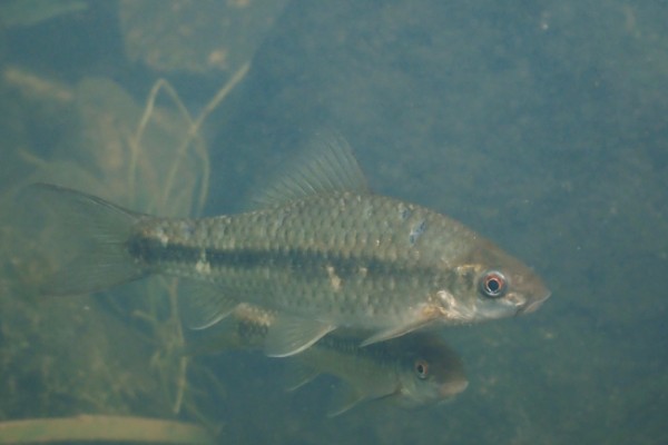 纹唇鱼是什么鱼？