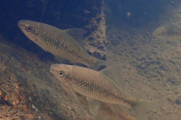 纹唇鱼是什么鱼？