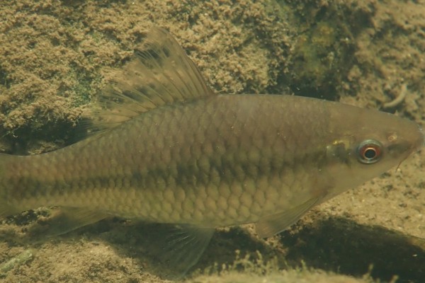 纹唇鱼是什么鱼？