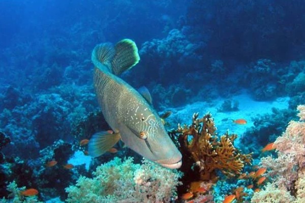 波纹唇鱼是什么鱼？