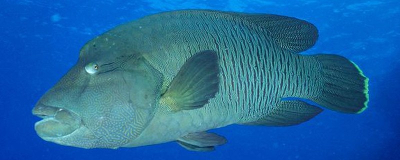 波纹唇鱼是什么鱼？