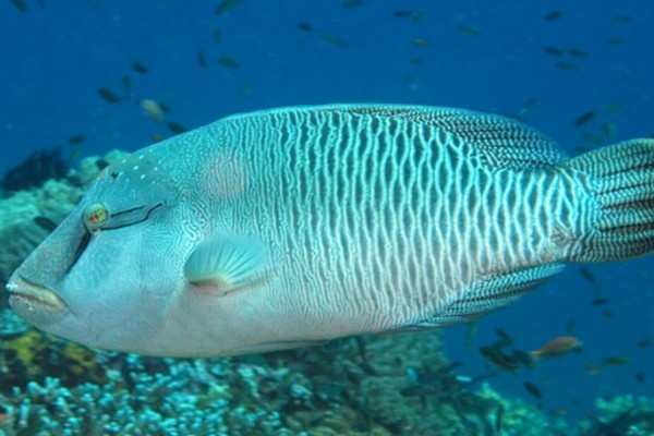 波纹唇鱼是什么鱼？