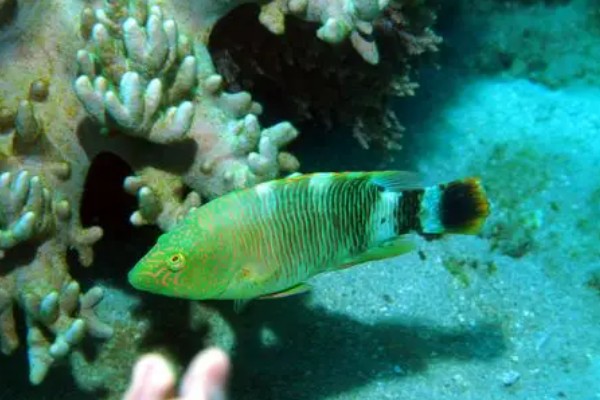 三叶唇鱼是什么鱼?