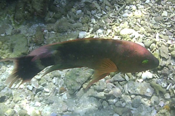 三叶唇鱼是什么鱼?