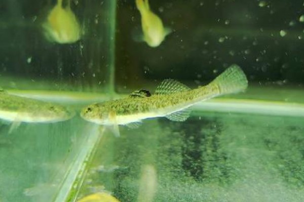 龙口似原吸鳅是什么鱼？