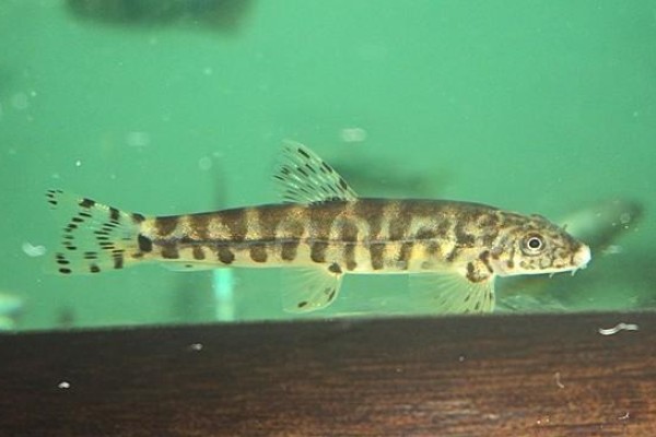 龙口似原吸鳅是什么鱼？