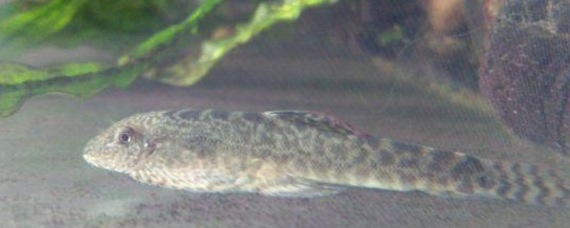 龙口似原吸鳅是什么鱼？
