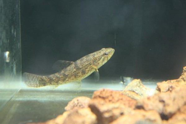 龙口似原吸鳅是什么鱼？