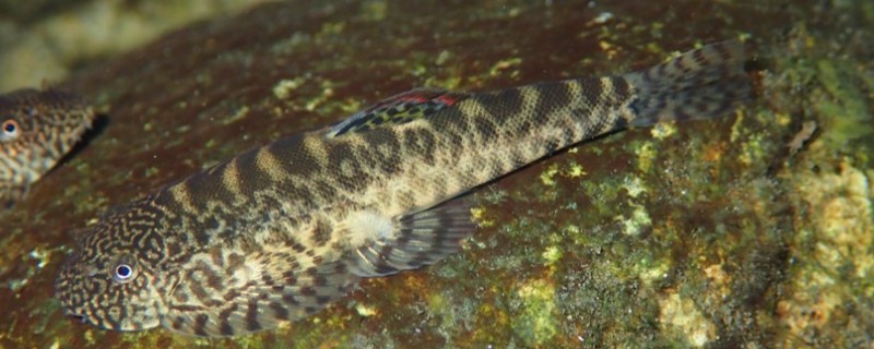 麦氏拟腹吸鳅是什么鱼？