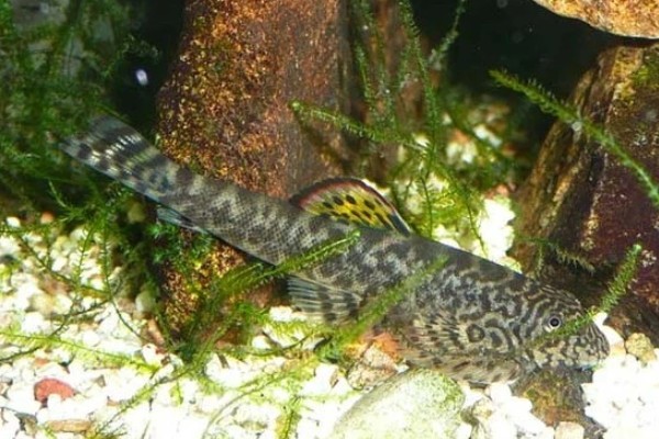 麦氏拟腹吸鳅是什么鱼？