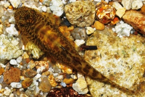 麦氏拟腹吸鳅是什么鱼？