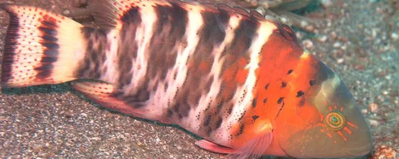 横带唇鱼是什么鱼？