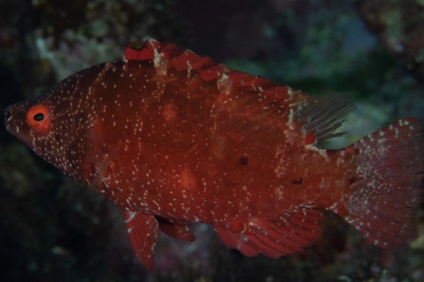 尖头唇鱼是什么鱼？