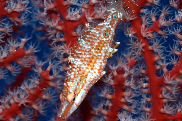 东方尖唇鱼是什么鱼？