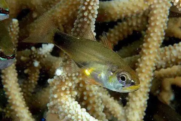 珍珠狸天竺鲷是什么鱼？