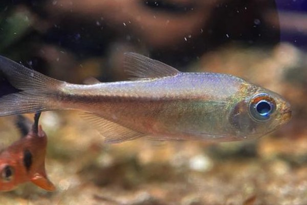 珍珠狸天竺鲷是什么鱼？