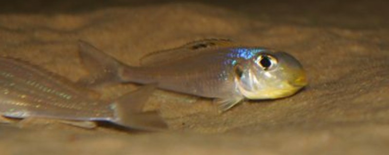 珍珠狸天竺鲷是什么鱼?