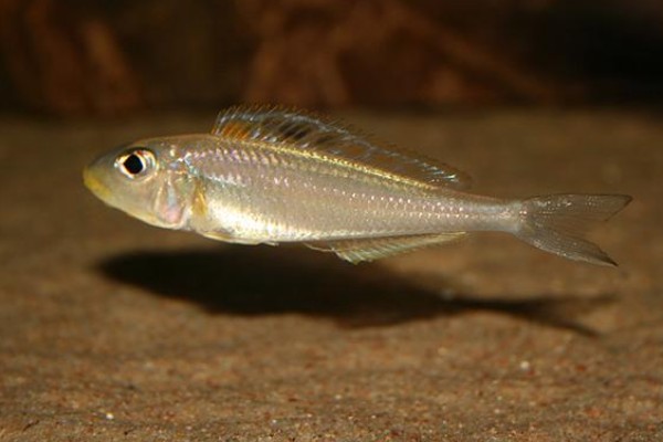 珍珠狸天竺鲷是什么鱼？