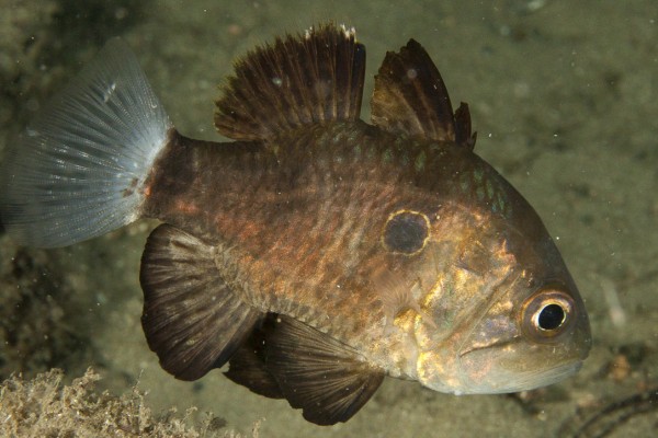 犬牙拟天竺鲷是什么鱼？